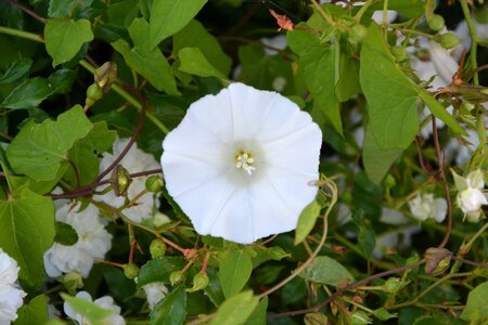 Garden bush flower