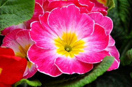 Spring flowers pink primula photo