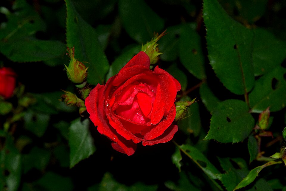 Green garden red