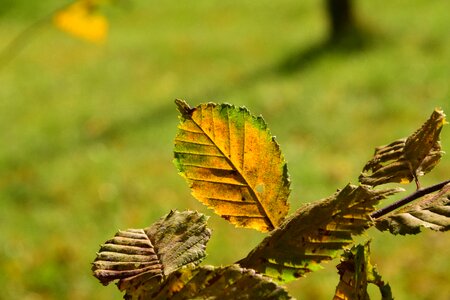 Backlighting tree leaf photo