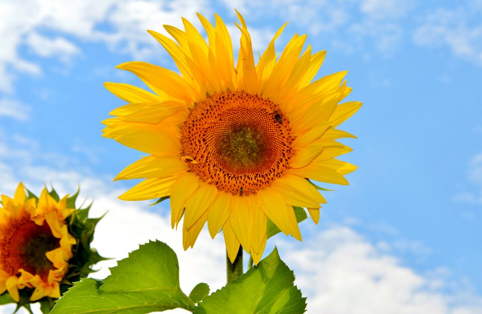 Pollen yellow flower bloom