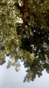 IMG_20160719_185105678 