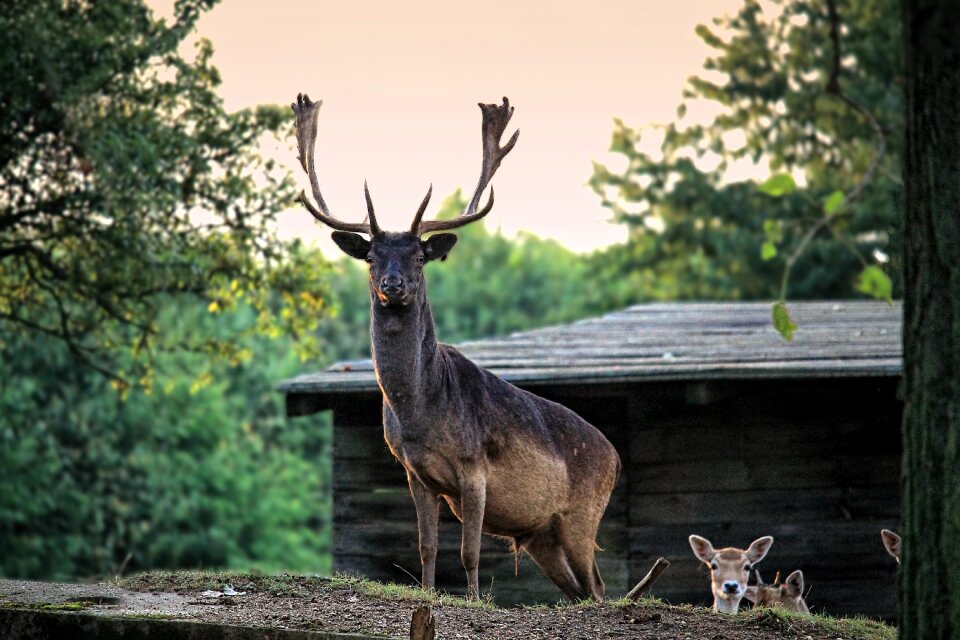 Hirsch fallow deer deer