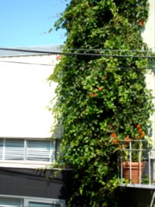 dsc04675.jpg 