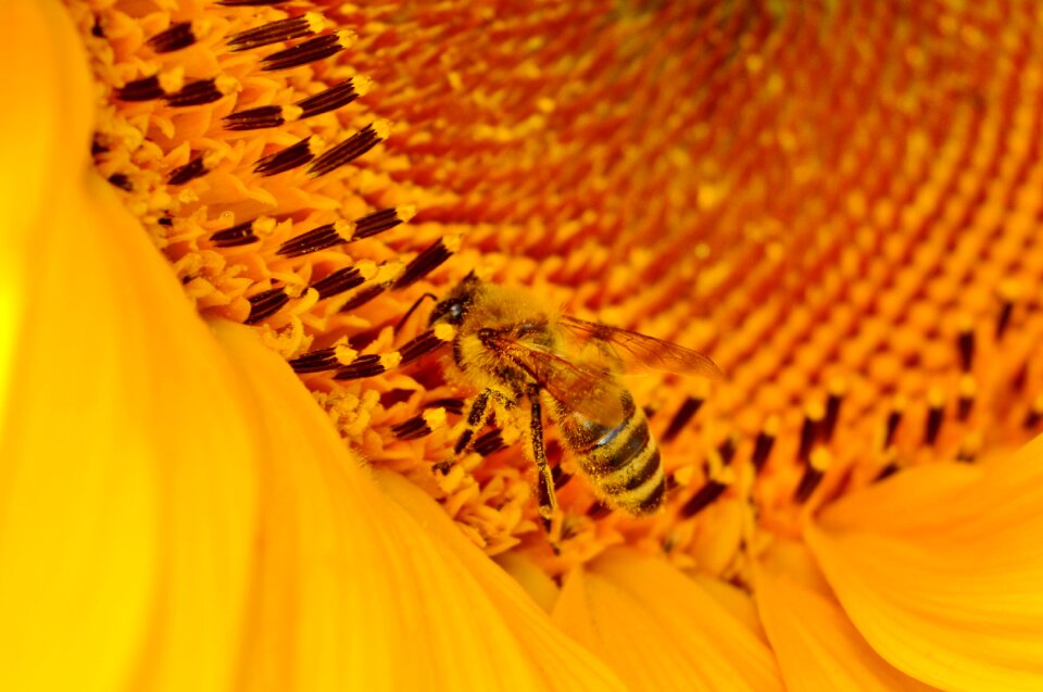 Pollen yellow flower bloom