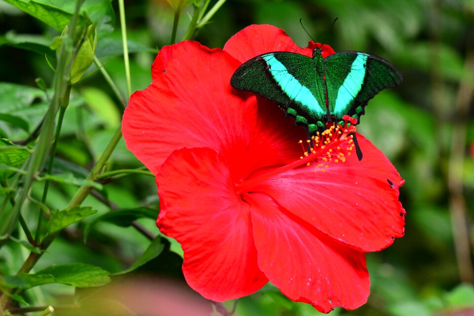 Bug lepidoptera green-banded