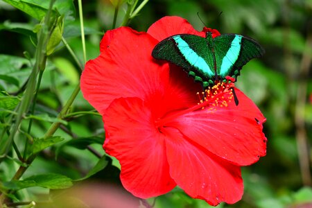 Bug lepidoptera green-banded