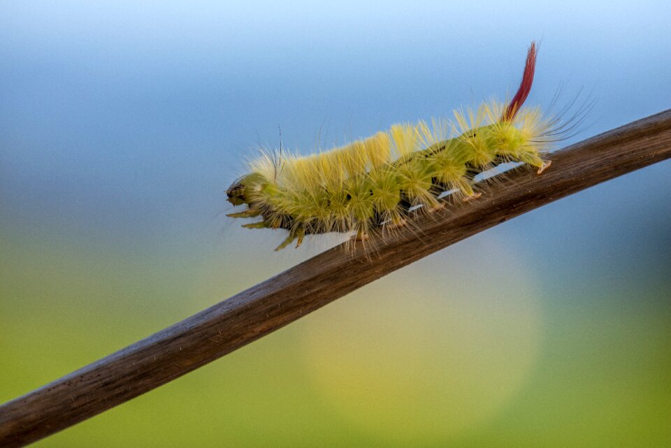 Macro caterpillar nature