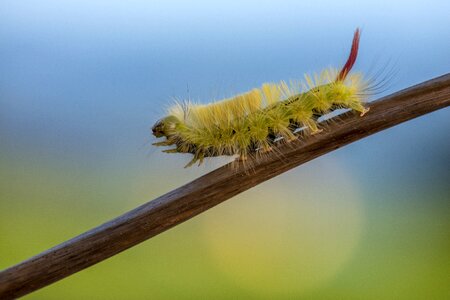 Macro caterpillar nature photo