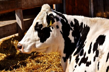 Concerns farm animal livestock