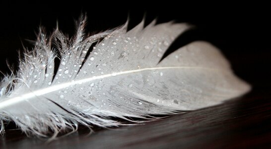 Fluffy soft bird feather photo