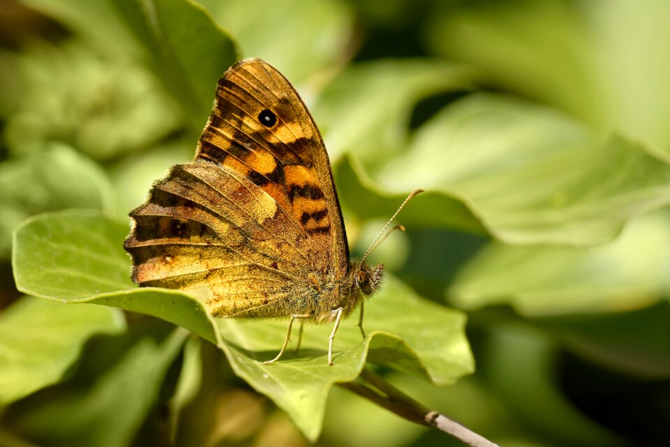 Pararge aegeria butterfly day insect