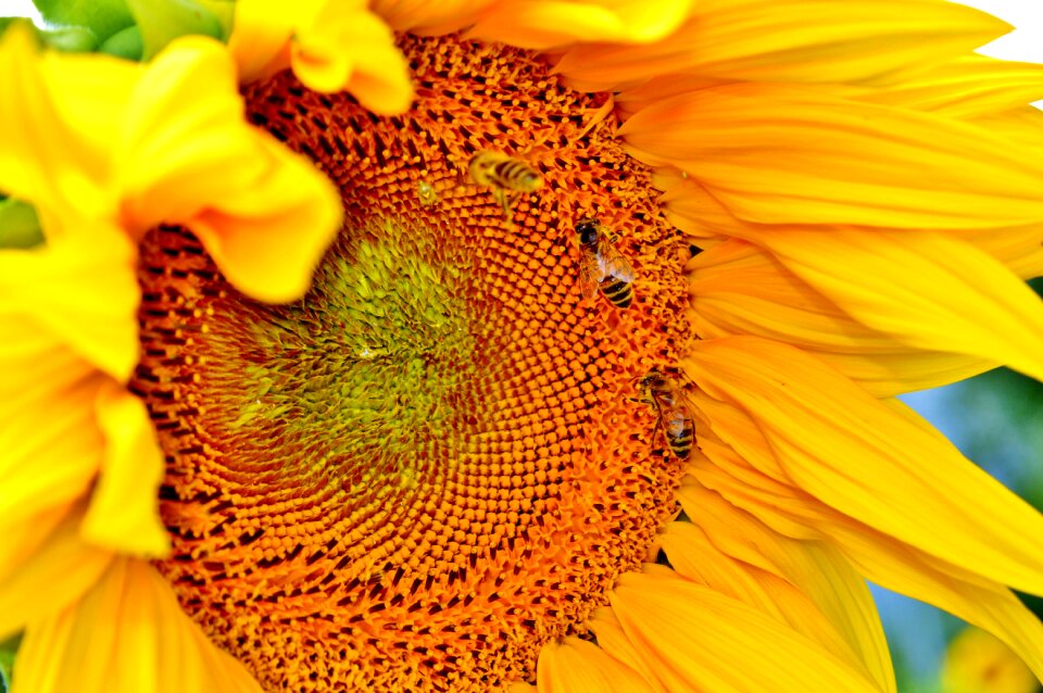 Pollen yellow flower bloom