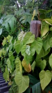 IMG_20160721_184221647 