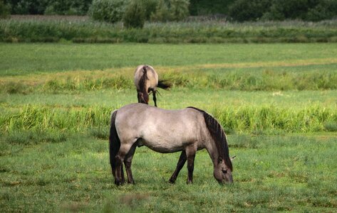 Konik wild horse grazing horse photo