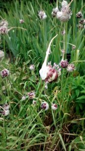 IMG_20160721_172139503 