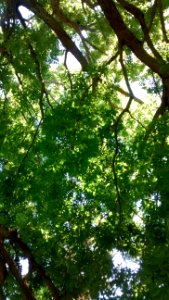 IMG_20160722_123309784 