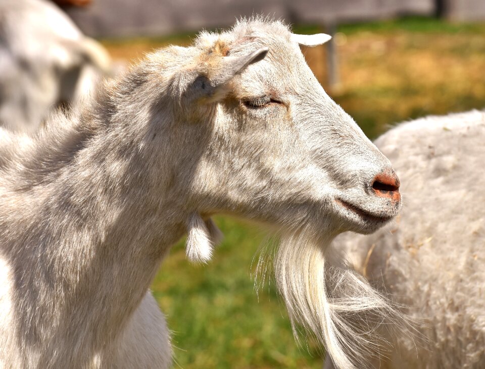 Domestic goat nature cute