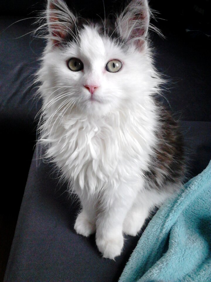 Siberian cat black and white posing