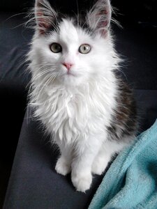 Siberian cat black and white posing