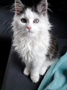 Siberian cat black and white posing photo