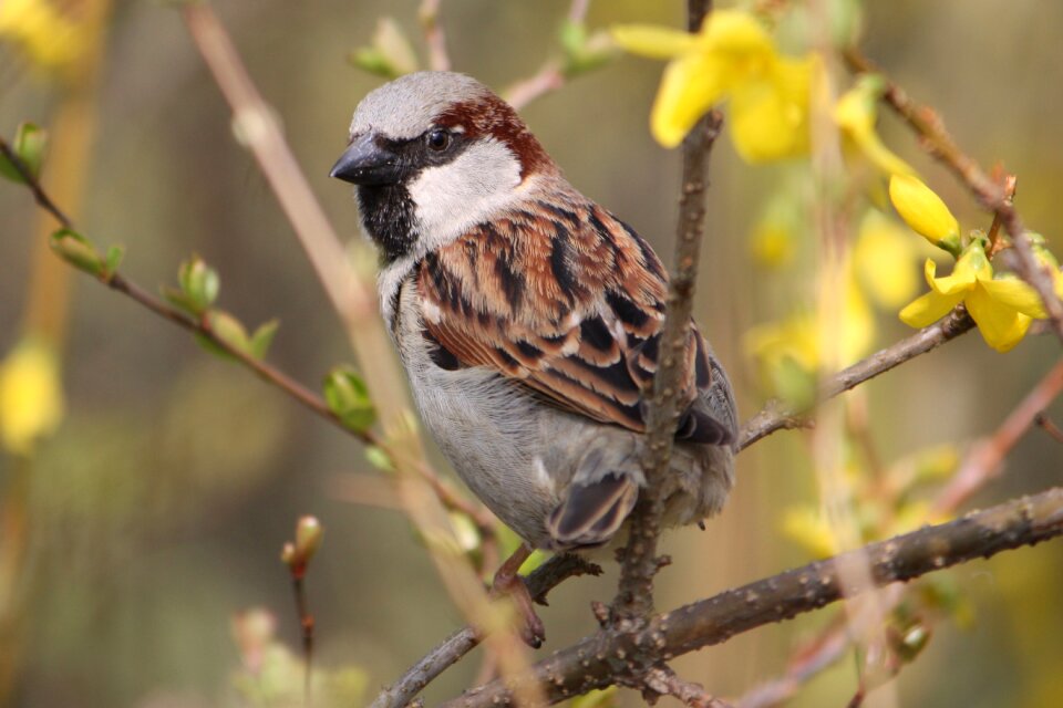 Close up nature house sparrow
