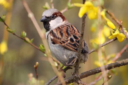 Close up nature house sparrow