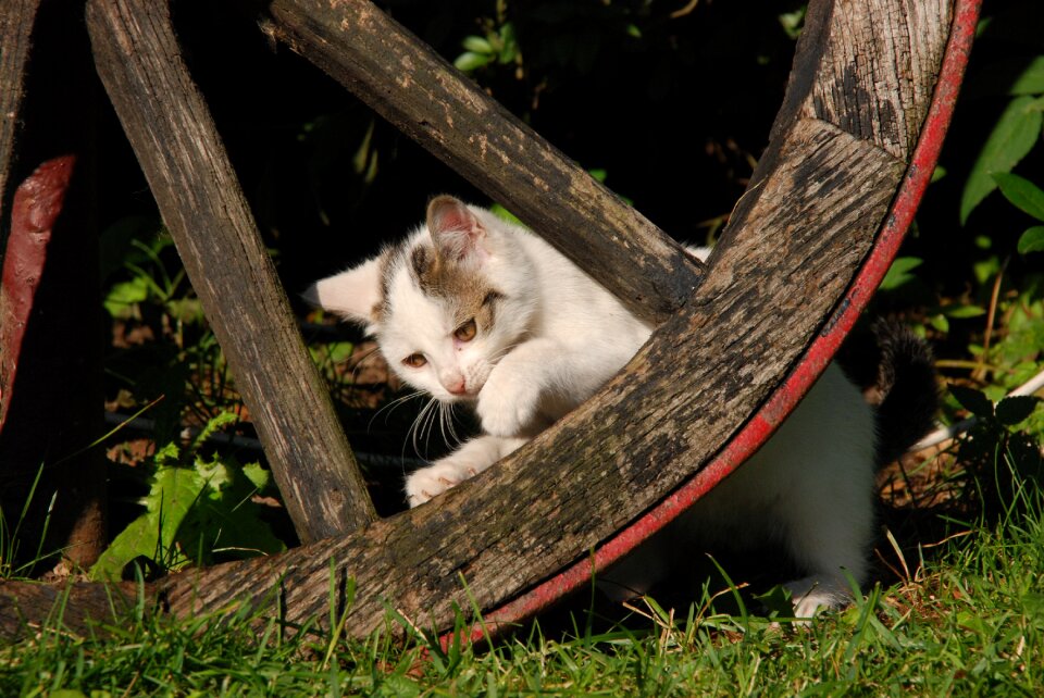 Kitten white wheel