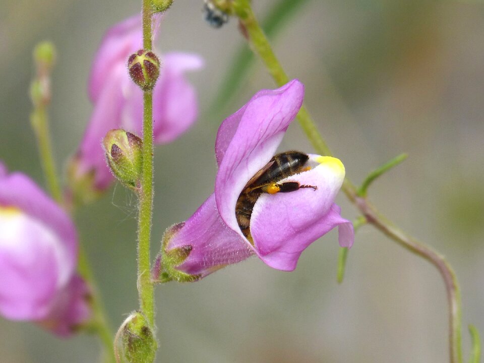 Trapped insect trapped pollen