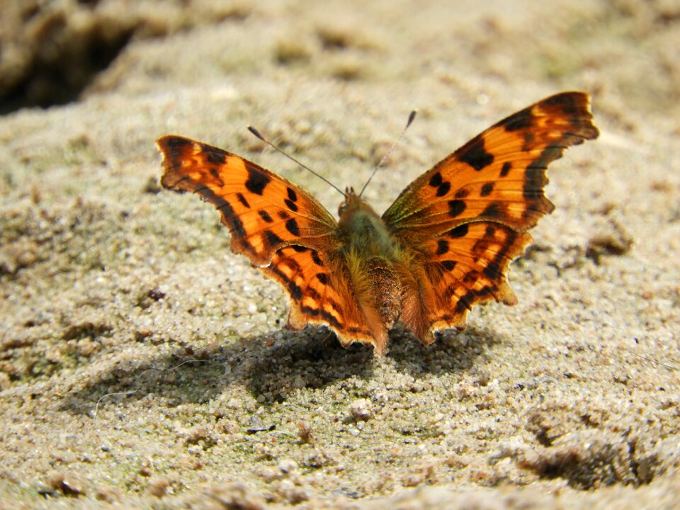 Nature insect color