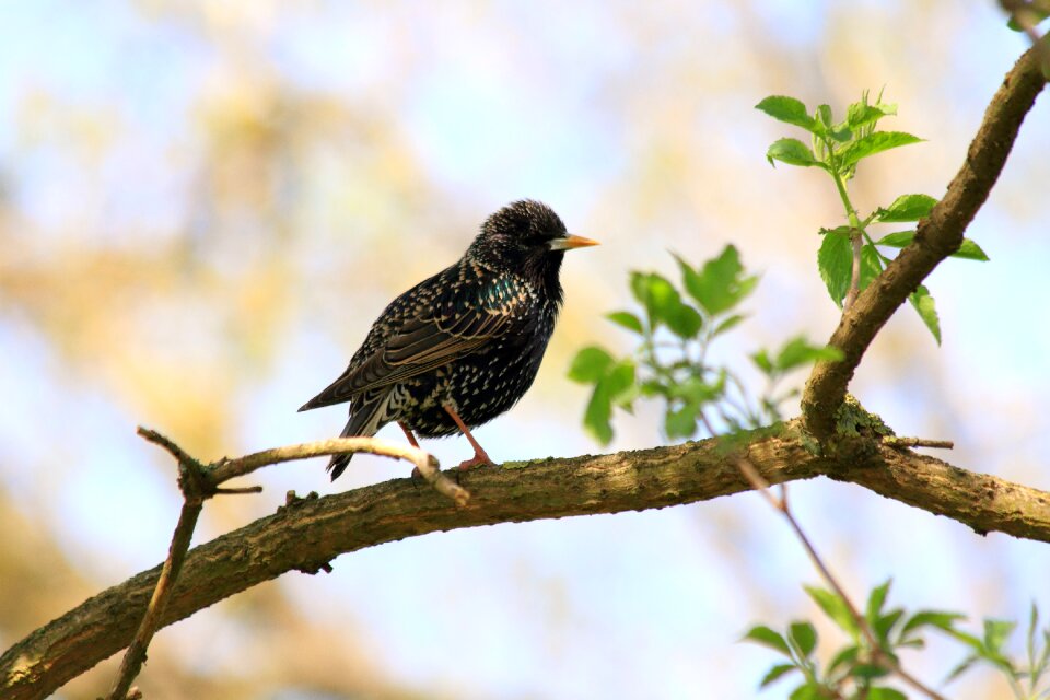 Songbird nature birds