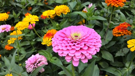 Purple yellow in full bloom