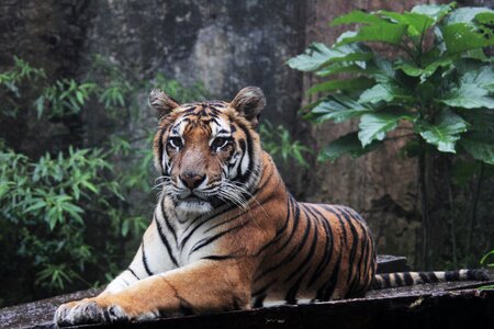 Sumatran tigris wildlife
