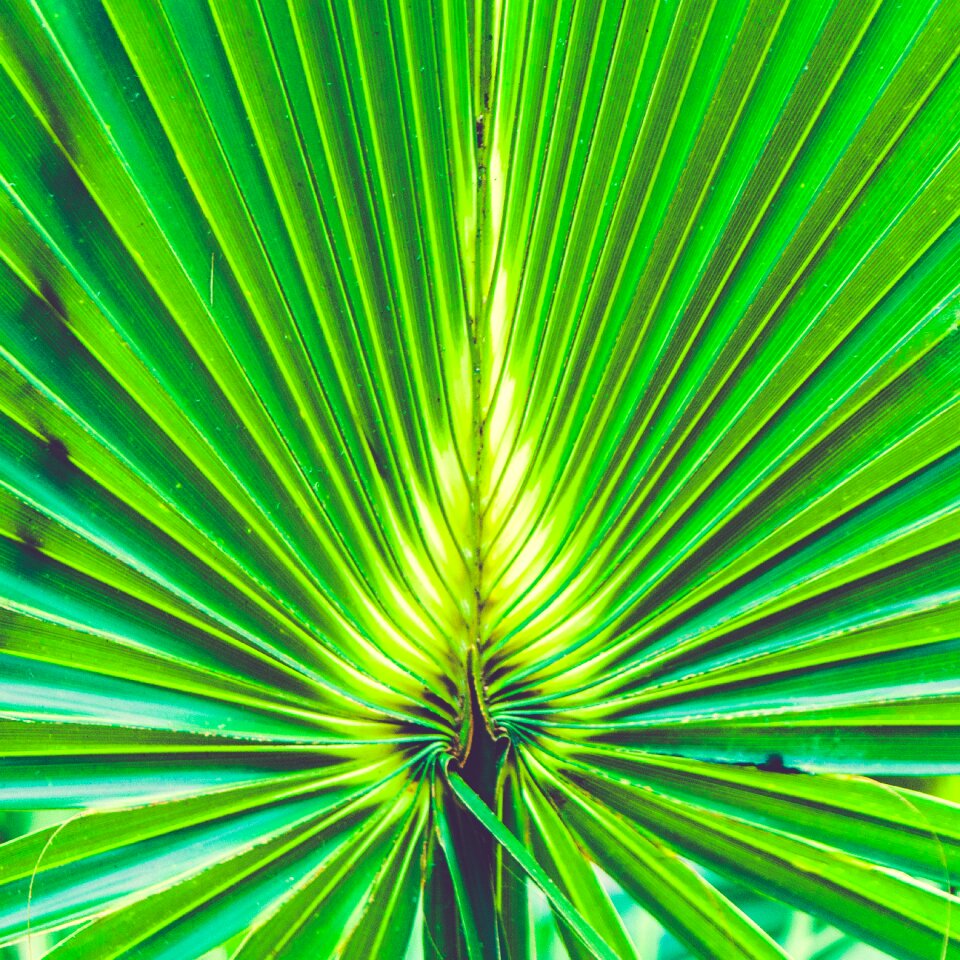 Nature palm palm leaf