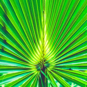 Nature palm palm leaf