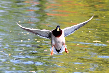 Water bird water animals