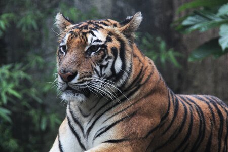 Sumatran tigris wildlife photo
