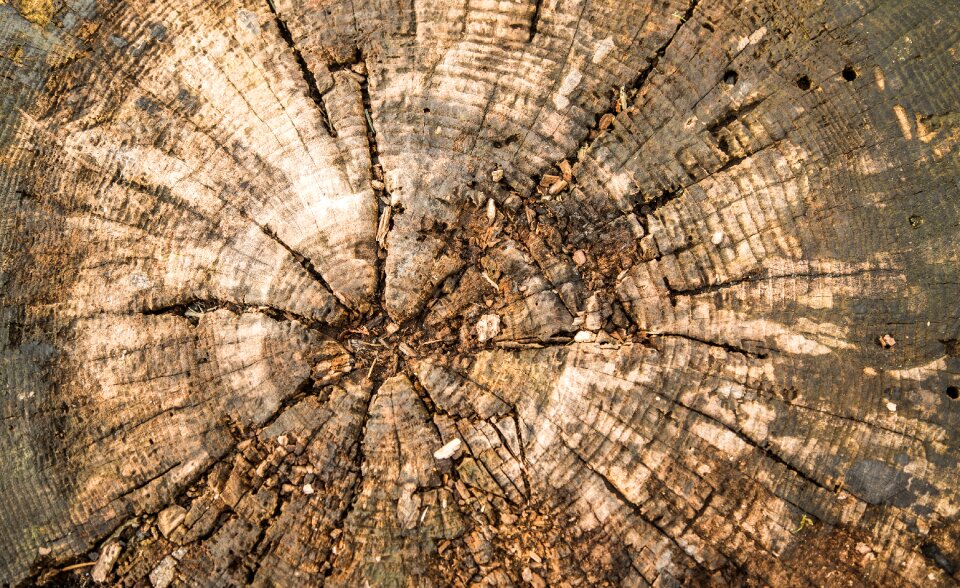 Wood structure tree stump annual rings