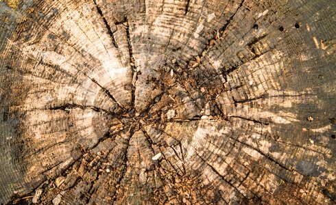 Wood structure tree stump annual rings photo