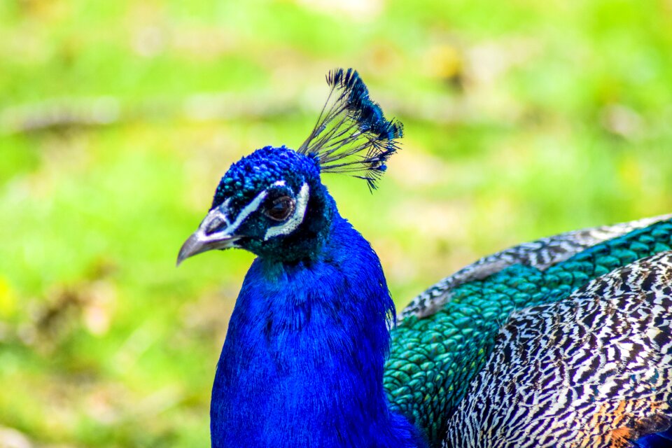 Animals visit holiday