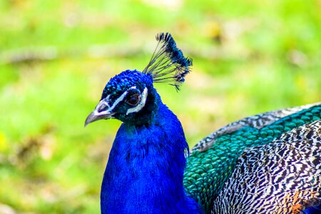 Animals visit holiday