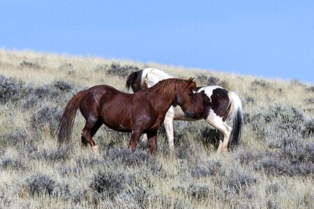Mustangs horses american wild horses