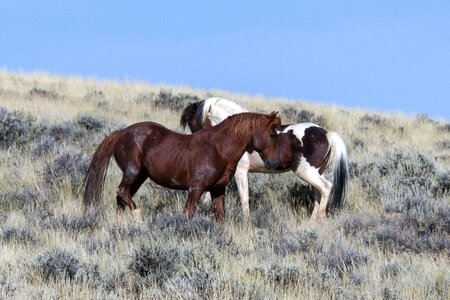 Mustangs horses american wild horses photo