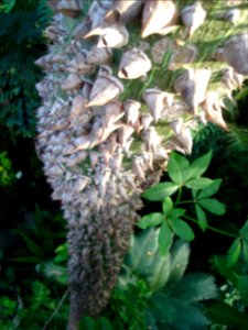 dsc05421.jpg 