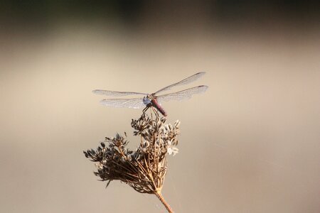 Nature creature wing photo
