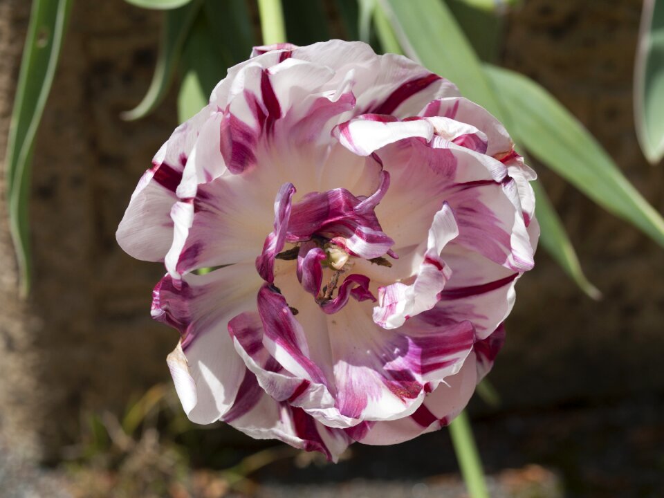 Petals bloom colour