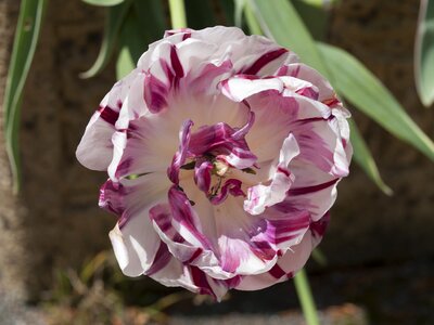 Petals bloom colour