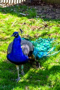 Animals visit holiday