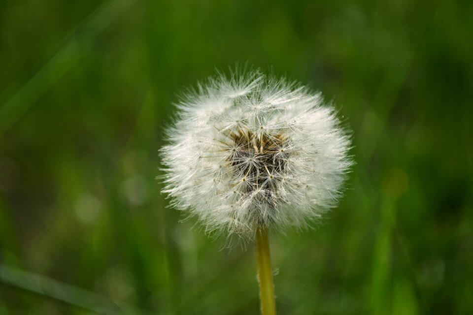 Downy environment field