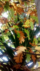 IMG_20161022_145613627 